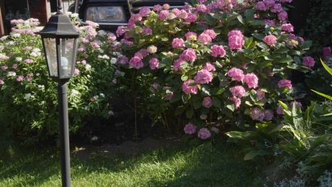 Przydomowy ogródek Pani Teresy z Barcina