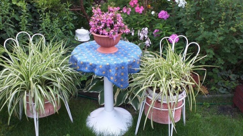 Nasza działka. Fot. Barbara i Piotr Domańscy