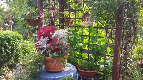 Nasza działka. Fot. Barbara i Piotr Domańscy