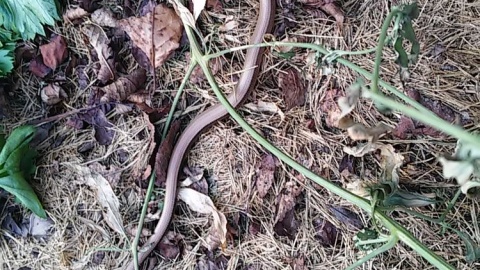 Działkowa metamorforza. Fot. Piotr Kościołek