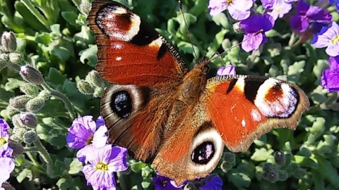 Działkowa metamorforza. Fot. Piotr Kościołek
