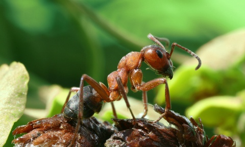 Mrówki leśne