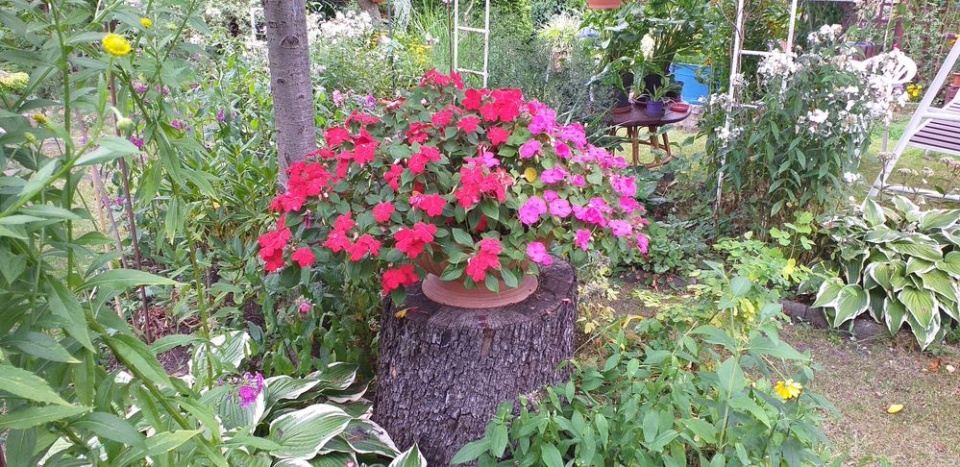 Nasza działka. Fot. Barbara i Piotr Domańscy