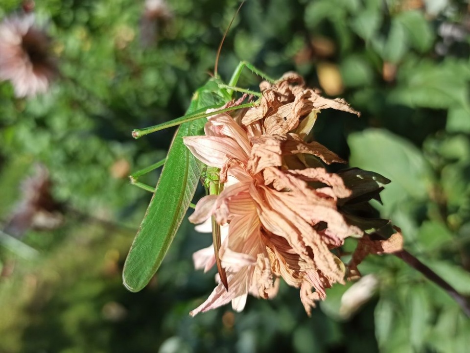 Działkowa metamorforza. Fot. Piotr Kościołek