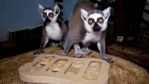 Ciekawość lemurów mieszkających w Ogrodzie Zoologicznym w Myślęcinku wykorzystuje się w trakcie ich treningów. Fot. Janusz Wiertel