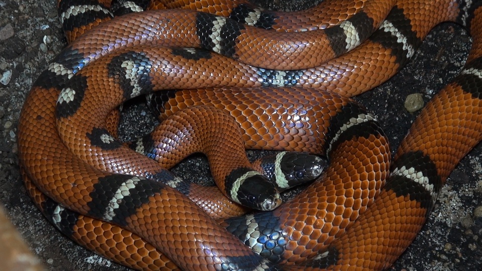 Do zzzdjęcia? A my taccccy nieuczessssaaniii... Fot. ach. PR PiK