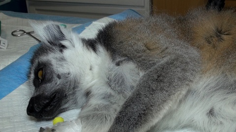 Lemur Czesio w gabinecie weterynarza! Fot. Janusz Wiertel