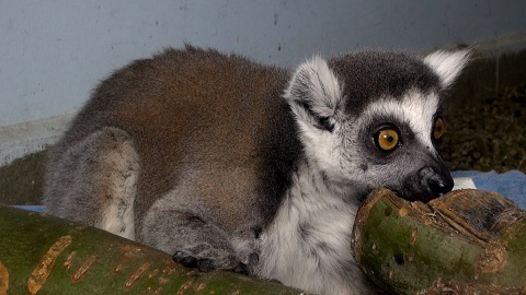 Lemur Czesio w gabinecie weterynarza! Fot. Janusz Wiertel