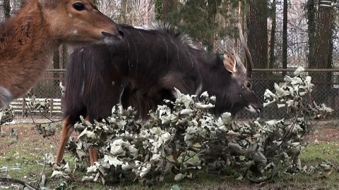 Antylopia rodzina w myślęcińskim ogrodzie! ZOObaczcie sami :) Fot. Janusz Wiertel