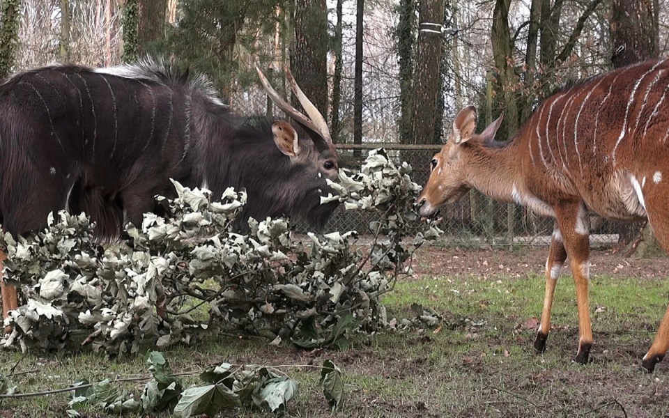Niale grzywiaste z myślęcińskiego ZOO. Fot. arch. PR PiK