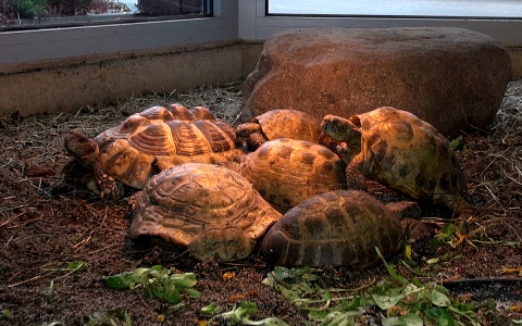 18 lutego 2022 - Szybkimi krokami za... żółwiami