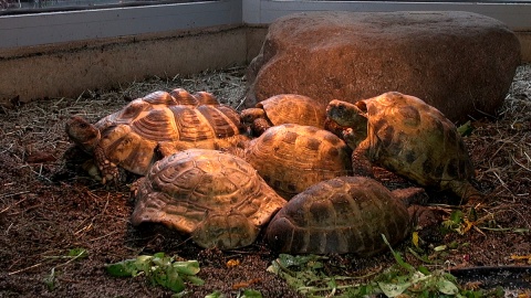 Każdy nosi własny domek, ale chętnie zamieszkały razem w myślęcińskim ZOO. Fot. Janusz Wiertel