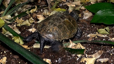 Każdy nosi własny domek, ale chętnie zamieszkały razem w myślęcińskim ZOO. Fot. Janusz Wiertel