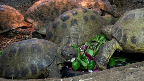 Każdy nosi własny domek, ale chętnie zamieszkały razem w myślęcińskim ZOO. Fot. Janusz Wiertel