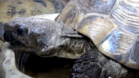 Każdy nosi własny domek, ale chętnie zamieszkały razem w myślęcińskim ZOO. Fot. Janusz Wiertel