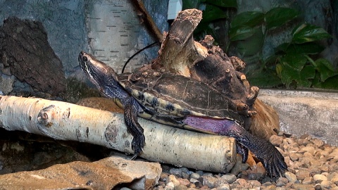 Każdy nosi własny domek, ale chętnie zamieszkały razem w myślęcińskim ZOO. Fot. Janusz Wiertel