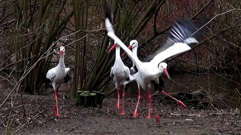 Bociany białe i ich czarne kuzynostwo zamieszkują w myślęcińskim ZOO. Fot. Janusz Wiertel