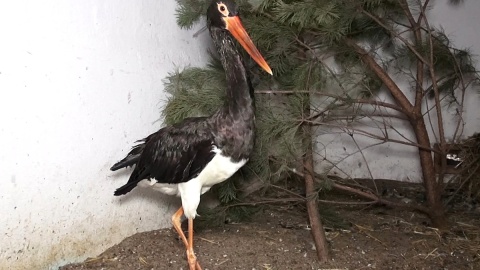 Bociany białe i ich czarne kuzynostwo zamieszkują w myślęcińskim ZOO. Fot. Janusz Wiertel