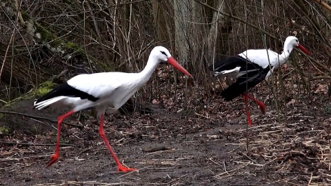 Bociany białe i ich czarne kuzynostwo zamieszkują w myślęcińskim ZOO. Fot. Janusz Wiertel