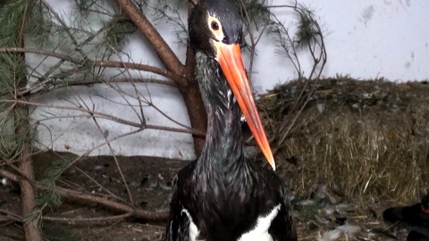 Bociany białe i ich czarne kuzynostwo zamieszkują w myślęcińskim ZOO. Fot. Janusz Wiertel