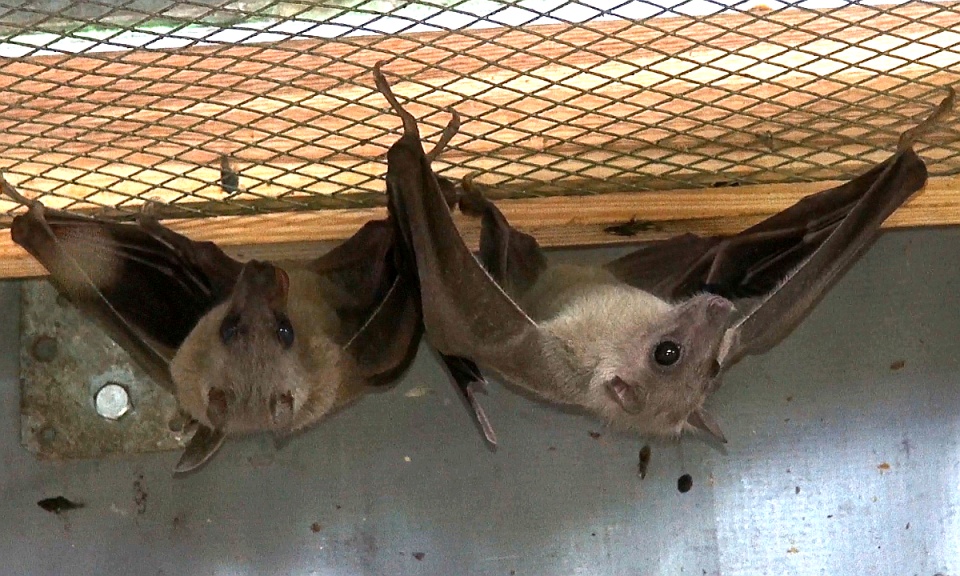 Fruwa, choć nie ptak, a zwierzę! Poznajmy nietoperze. Fot. arch. PR PiK
