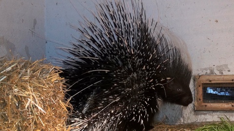 Jeżozwierze Malinka i Jeżynka, to nowi mieszkańcy myślęcińskiego ZOO. Fot. Janusz Wiertel