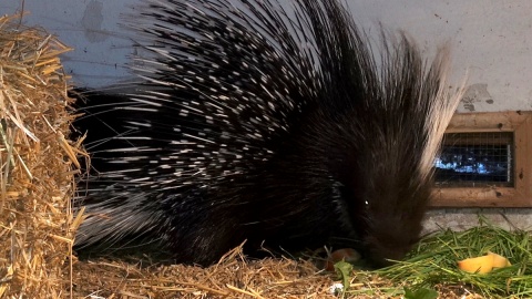 Jeżozwierze Malinka i Jeżynka, to nowi mieszkańcy myślęcińskiego ZOO. Fot. Janusz Wiertel