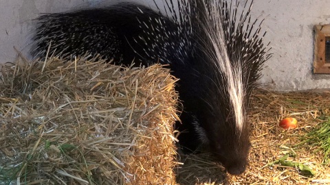 Jeżozwierze Malinka i Jeżynka, to nowi mieszkańcy myślęcińskiego ZOO. Fot. Janusz Wiertel