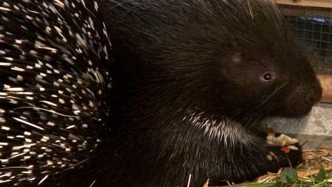 Jeżozwierze Malinka i Jeżynka, to nowi mieszkańcy myślęcińskiego ZOO. Fot. Janusz Wiertel