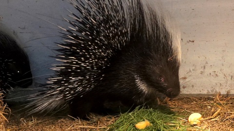 Jeżozwierze Malinka i Jeżynka, to nowi mieszkańcy myślęcińskiego ZOO. Fot. Janusz Wiertel