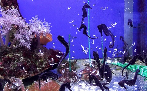 Ciekawe koniki morskie w ich kolorowym świecie. Fot. Janusz Wiertel
