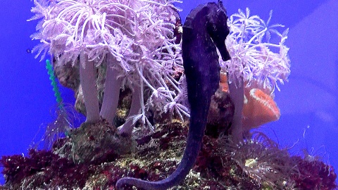 Ciekawe koniki morskie w ich kolorowym świecie. Fot. Janusz Wiertel