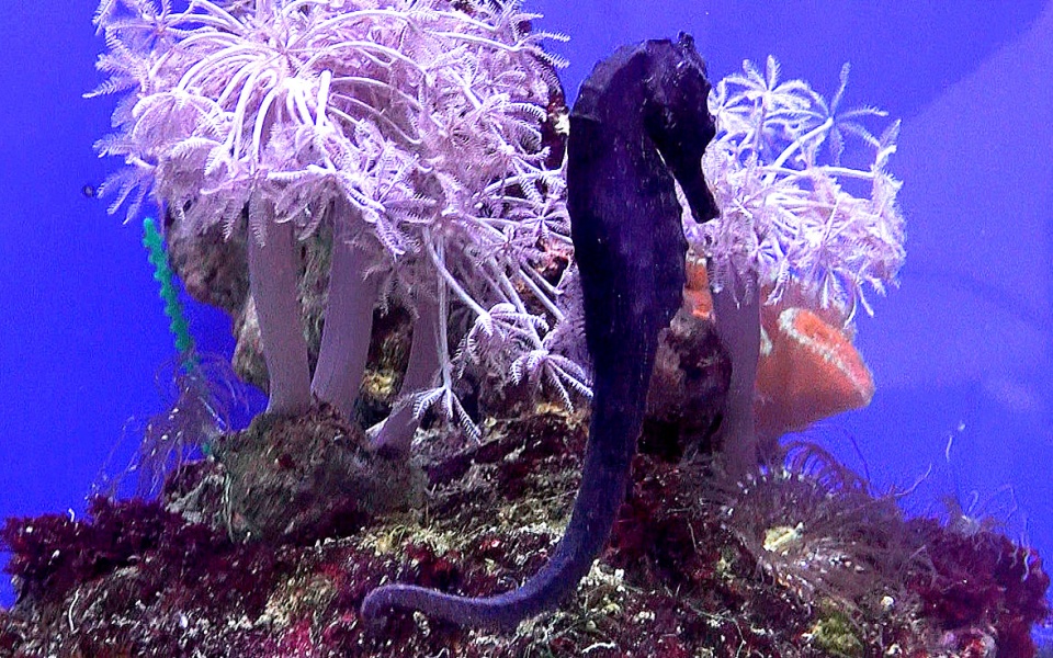 Pławikoniki, ciekawe koniki morskie w ich kolorowym świecie. Fot. arch. PR PiK