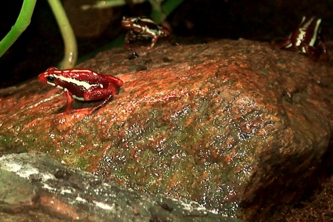 Niezwykle kolorowe płazy! To nie żaby... to drzewołazy! Fot. Janusz Wiertel