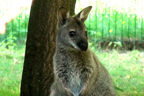 Świat poza torbą Mamy jest dla kangurka bardzo ciekawy. Fot. Janusz Wiertel