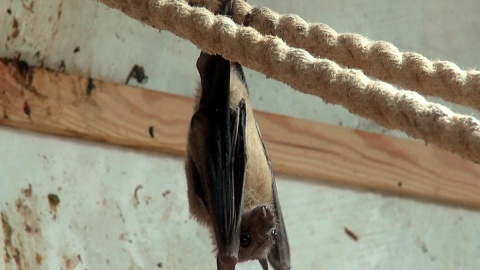 Młode nietoperze trudno dojrzeć, bo samice kryją je pod skrzydełkeim. Fot. Janusz Wiertel