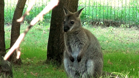 Świat poza torbą Mamy jest dla kangurka bardzo ciekawy. Fot. Janusz Wiertel