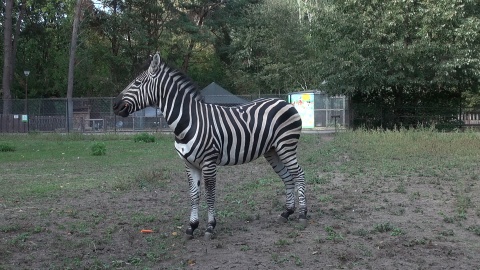 Zebra z bydgoskiego zoo. (jw)