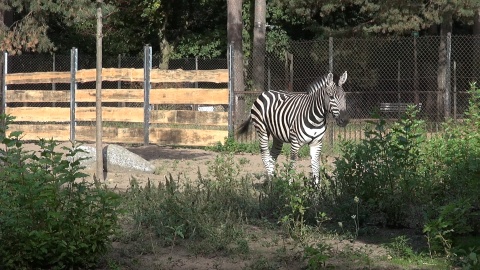 Zebra z bydgoskiego zoo. (jw)