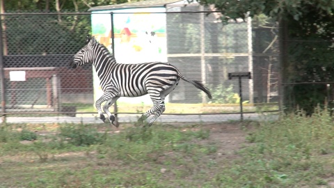 Zebra z bydgoskiego zoo. (jw)