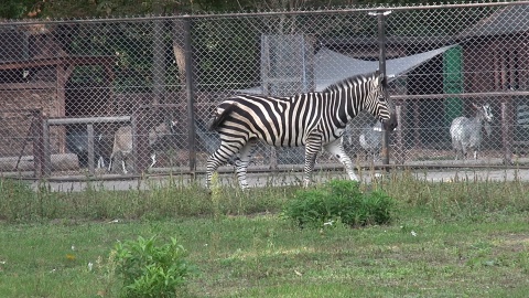 Zebra z bydgoskiego zoo. (jw)