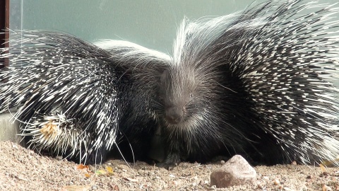 Jeżynka i Malinka z bydgoskiego zoo. (jw)