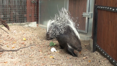 Jeżynka i Malinka z bydgoskiego zoo. (jw)