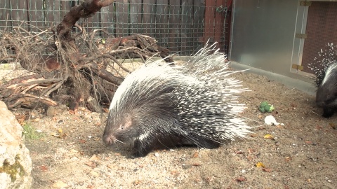 Jeżynka i Malinka z bydgoskiego zoo. (jw)