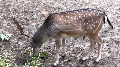 Daniele z myślęcińskiego ZOO. Fot. Janusz Wiertel