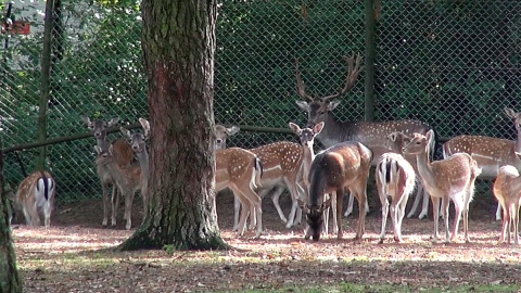 Daniele z myślęcińskiego ZOO. Fot. Janusz Wiertel