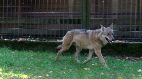 Spędźmy chwil kilka w towarzystwie wilka! Fot. Janusz Wiertel