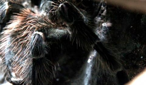 Odrażające czy fascynujące? Wszędzie pająki pełzające! Fot. Janusz Wiertel