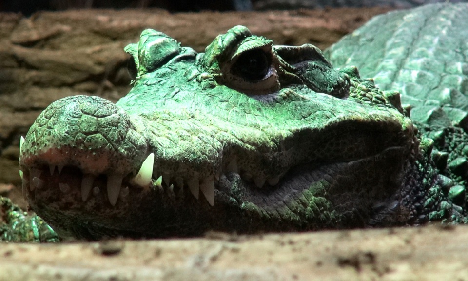 Choć z daleka i przez chwilę, podziwiajmy krokodyle :) Fot. Janusz Wiertel