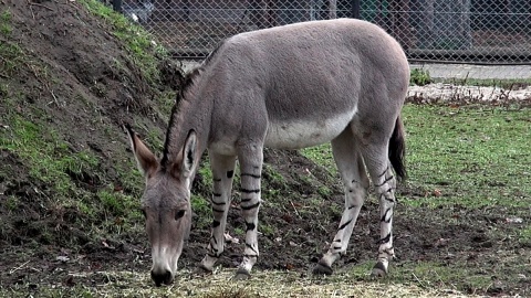 Bobek i Adam to kompania zgrana - osiołek somalijski lubi zebrę Champana. Fot, Janusz Wiertel